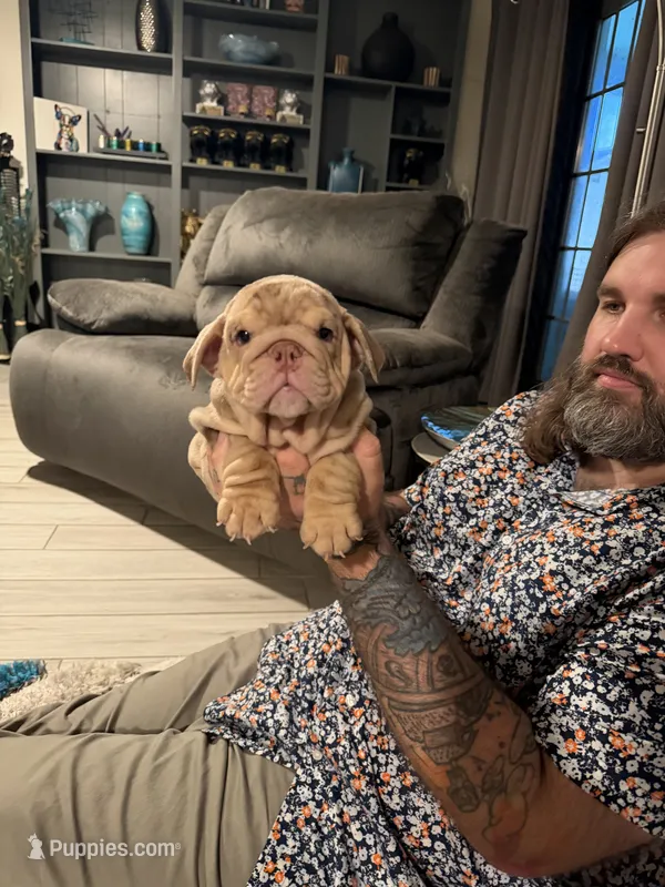 Girly – English Bulldog puppy for sale in Mesa, AZ