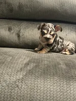 Velvet French Bulldog, a male French Bulldog for sale in Mesa, AZ – 7 of 7