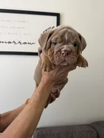 Lilac boy, a male English Bulldog for sale in Mesa, AZ – 4 of 6