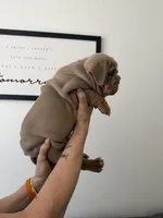 Lilac boy, a male English Bulldog for sale in Mesa, AZ – 3 of 6