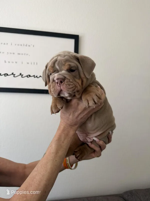 Lilac boy – English Bulldog puppy for sale in Mesa, AZ