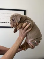 Lilac boy, a male English Bulldog for sale in Mesa, AZ – 2 of 6