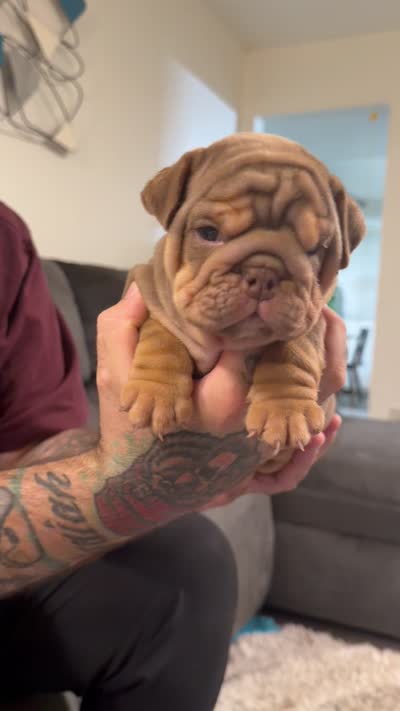 Choc Boy, a male English Bulldog for sale in Mesa, AZ – 4 of 7