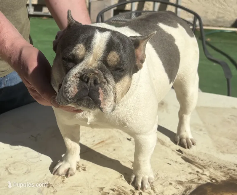 Blue tri pied – French Bulldog puppy for sale in Mesa, AZ