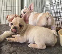 Cream male, a male French Bulldog for sale in Mesa, AZ – 2 of 4