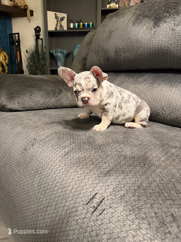 Lilac Merle Boy, a male French Bulldog for sale in Mesa, AZ – 1 of 4