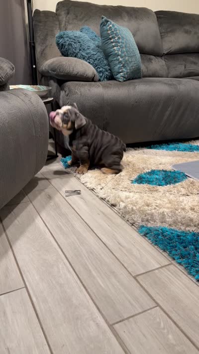 Blue tri, a male English Bulldog for sale in Mesa, AZ – 5 of 5