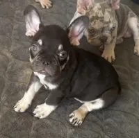 Black tri male, a male French Bulldog for sale in Mesa, AZ – 3 of 3