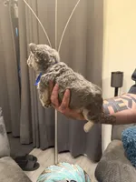 Fluffy Blue, a male French Bulldog for sale in Mesa, AZ – 3 of 4