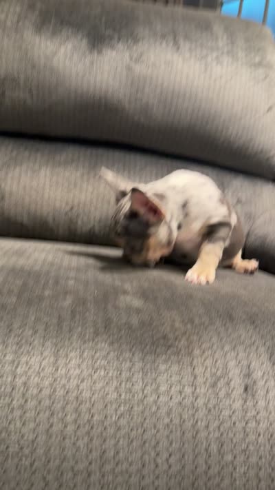 Black merle girl, a female French Bulldog for sale in Mesa, AZ – 7 of 7