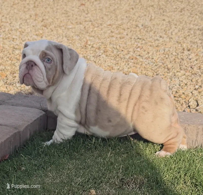 Girl 1 – English Bulldog puppy for sale in Mesa, AZ