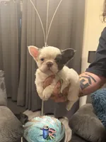 Fluffy Aqua , a male French Bulldog for sale in Mesa, AZ – 2 of 6