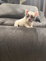 Fluffy Gray, a male French Bulldog for sale in Mesa, AZ – 5 of 6