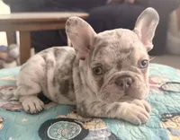 Merle blue, a male French Bulldog for sale in Mesa, AZ – 3 of 3