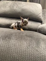 Green collar, a male French Bulldog for sale in Mesa, AZ – 4 of 5