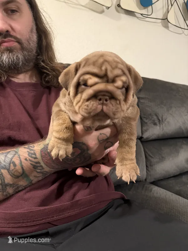 Choc Boy – English Bulldog puppy for sale in Mesa, AZ