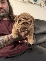 Choc Boy, a male English Bulldog for sale in Mesa, AZ – 1 of 7