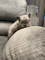 Fluffy Green Collar, a female French Bulldog for sale in Mesa, AZ – 5 of 5