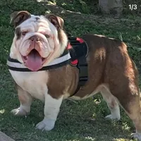 Gypsy, a female English Bulldog for sale in Mesa, AZ – 1 of 1