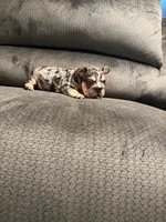 Velvet French Bulldog, a male French Bulldog for sale in Mesa, AZ – 6 of 7