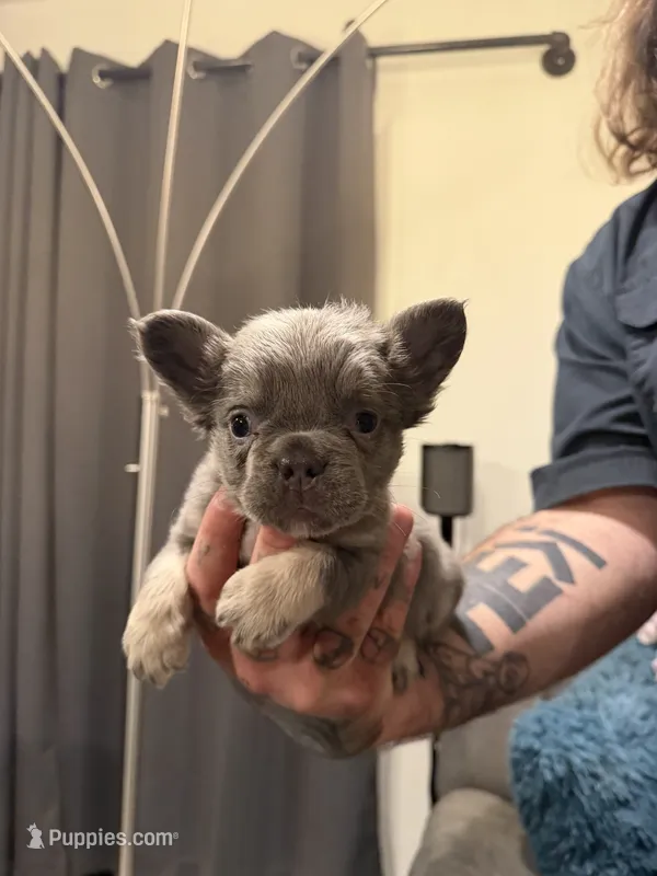 Fluffy Yellow – French Bulldog puppy for sale in Mesa, AZ
