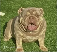 Girl 4, a female English Bulldog for sale in Mesa, AZ – 6 of 6