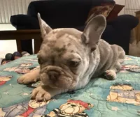 Merle blue, a male French Bulldog for sale in Mesa, AZ – 2 of 3