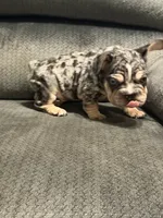 Velvet black Merle boy, a male French Bulldog for sale in Mesa, AZ – 7 of 8
