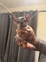 Red, a male French Bulldog for sale in Mesa, AZ – 3 of 4