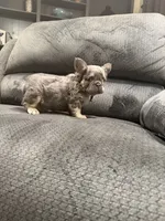 Fluffy Blue, a male French Bulldog for sale in Mesa, AZ – 4 of 4