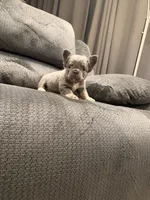 Fluffy Yellow, a female French Bulldog for sale in Mesa, AZ – 4 of 5