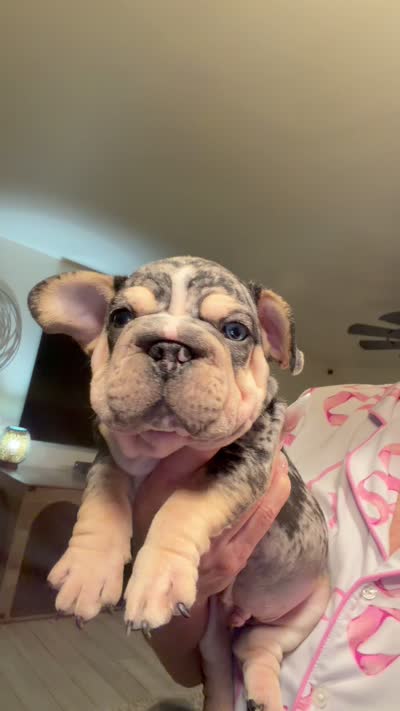 Velvet black Merle boy, a male French Bulldog for sale in Mesa, AZ – 8 of 8