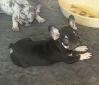 Black tri male, a male French Bulldog for sale in Mesa, AZ – 2 of 3