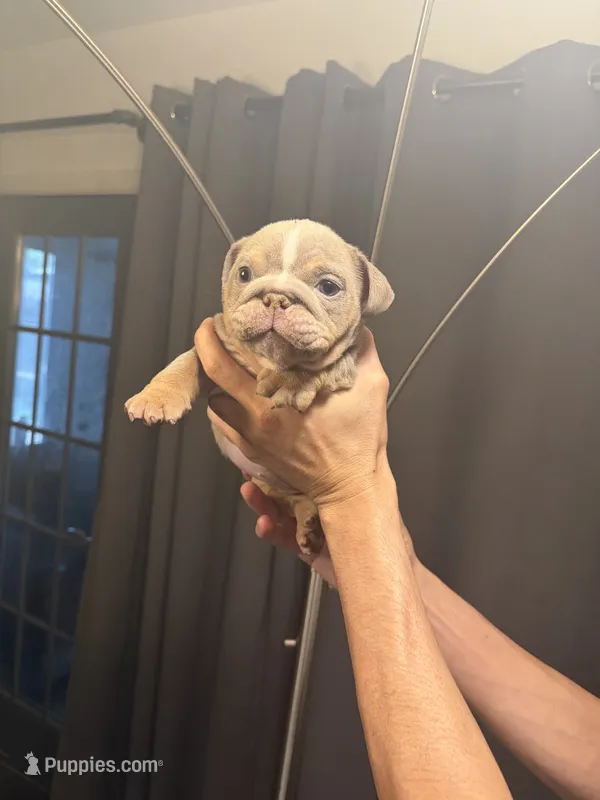 Girl 4 – English Bulldog puppy for sale in Mesa, AZ