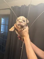 Girl 4, a female English Bulldog for sale in Mesa, AZ – 1 of 6
