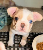 Blue eye cream, a female French Bulldog for sale in Mesa, AZ – 2 of 5