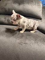 Lilac Merle Boy, a male French Bulldog for sale in Mesa, AZ – 3 of 4