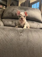 Lilac Merle Boy, a male French Bulldog for sale in Mesa, AZ – 2 of 4