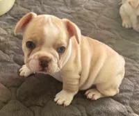 Blue eye cream, a female French Bulldog for sale in Mesa, AZ – 3 of 5
