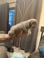 Fluffy Pink, a female French Bulldog for sale in Mesa, AZ – 5 of 5