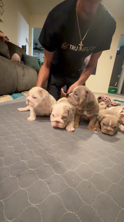 Girl2, a female English Bulldog for sale in Mesa, AZ – 6 of 6
