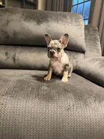 Black merle girl, a female French Bulldog for sale in Mesa, AZ – 4 of 7