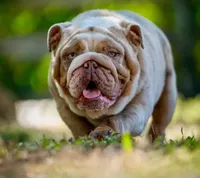 Boy1, a  English Bulldog for sale in Mesa, AZ – 4 of 6