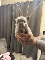 Fluffy Green Collar, a female French Bulldog for sale in Mesa, AZ – 4 of 5