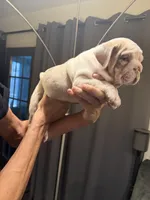 Boy1, a  English Bulldog for sale in Mesa, AZ – 3 of 6
