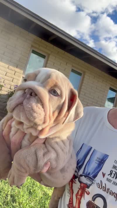Lilac merle boy, a male English Bulldog for sale in Mesa, AZ – 5 of 5