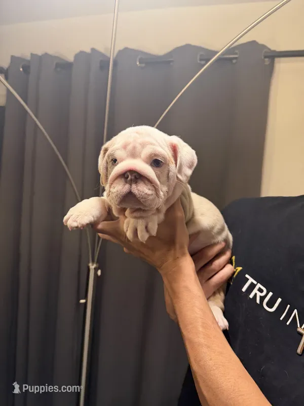 Boy1 – English Bulldog puppy for sale in Mesa, AZ