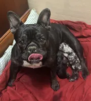 Black iris, a female French Bulldog for sale in Mesa, AZ – 2 of 3