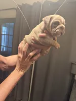 Girl 4, a female English Bulldog for sale in Mesa, AZ – 3 of 6