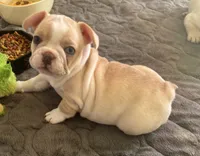 Blue eye cream, a female French Bulldog for sale in Mesa, AZ – 5 of 5